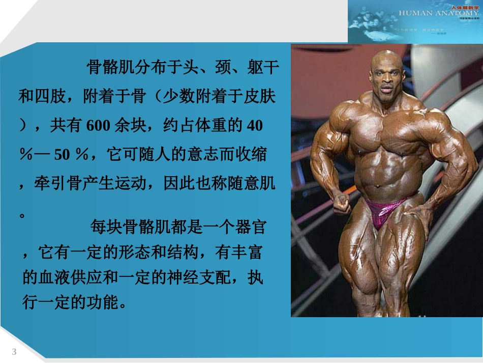 运动系统-肌学_第3页