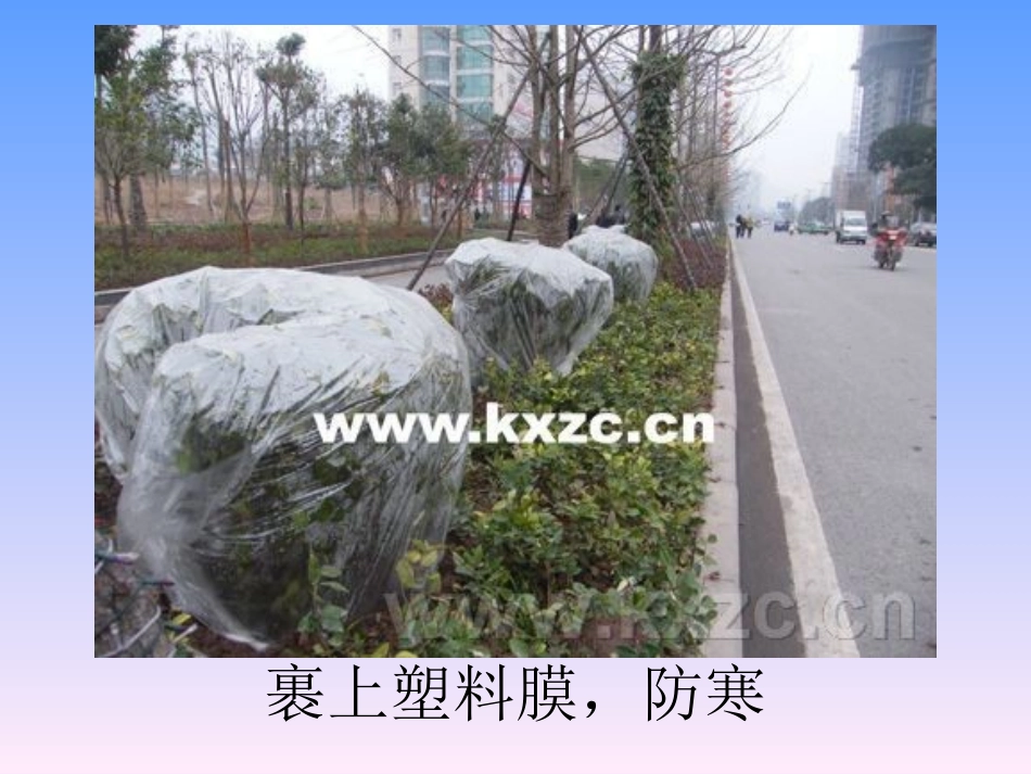 植物过冬的方式_第2页