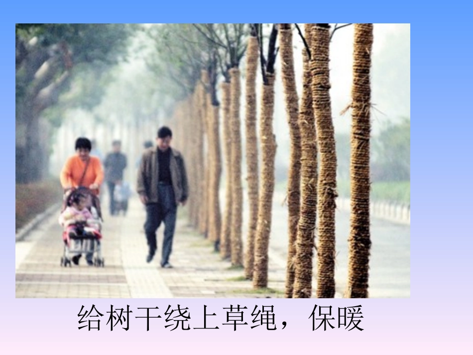 植物过冬的方式_第3页