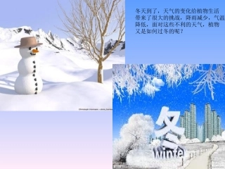 植物过冬的方式