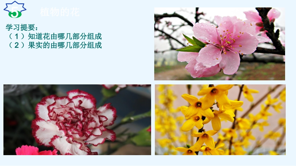 四年级科学上 植物的花 植物的果实_第2页