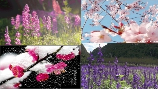 四年级科学上 植物的花 植物的果实