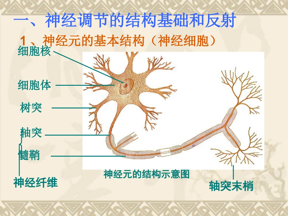通过神经系统的调节(很实用)_第2页