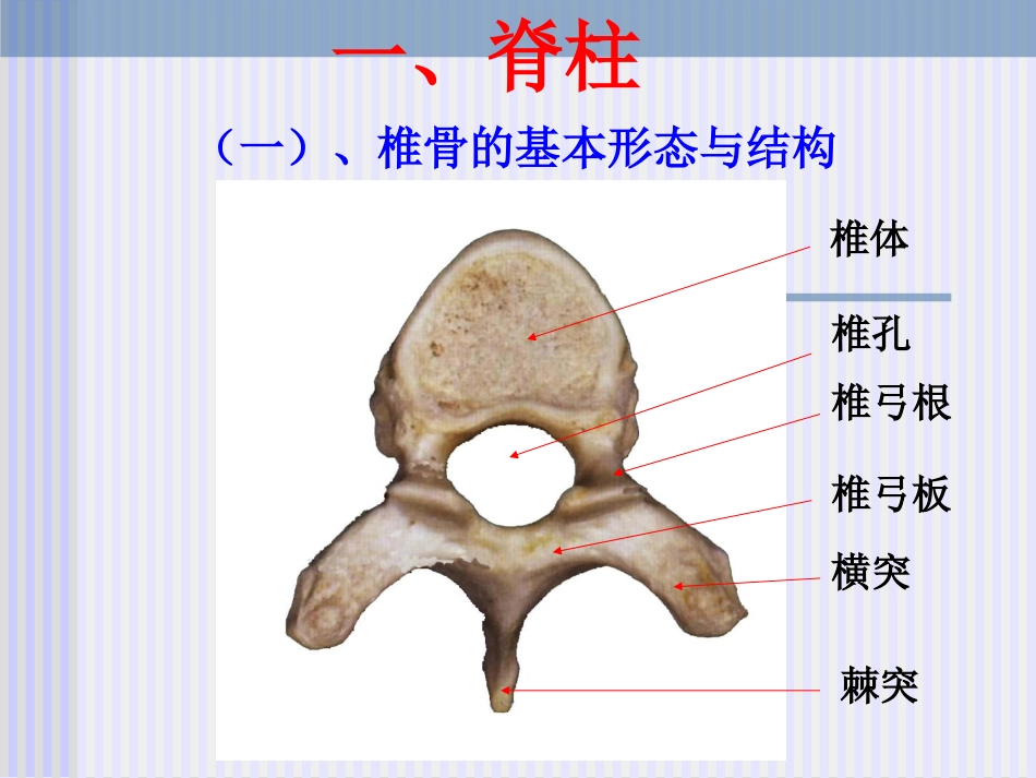脊柱解剖图(免费)_第3页