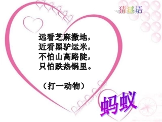 蚂蚁---课件