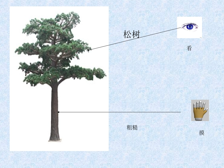 科学三年级上冀教版3寻找动物和植物课件1_第2页