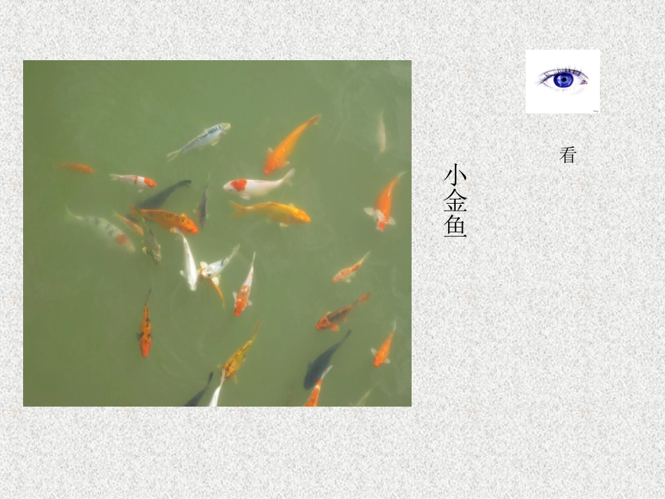 科学三年级上冀教版3寻找动物和植物课件1_第3页