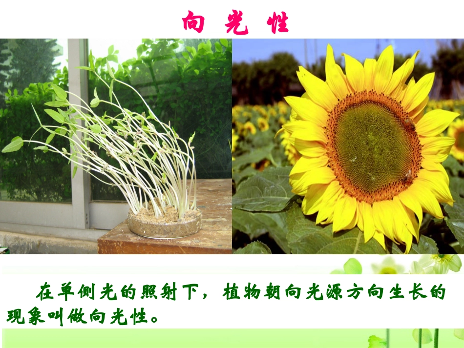 植物生长素的发现(动画实验)_第2页