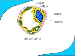 植物细胞结构图