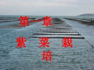 紫菜栽培学1(生物学)