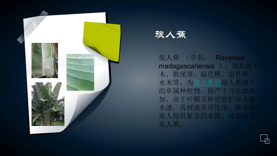 园林植物辨识_第3页