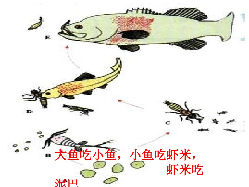科学五年级上册《食物链和食物网》课件_第2页