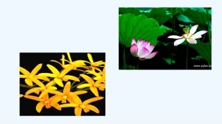 (部编)初中语文人教2011课标版七年级上册金色花-(14)