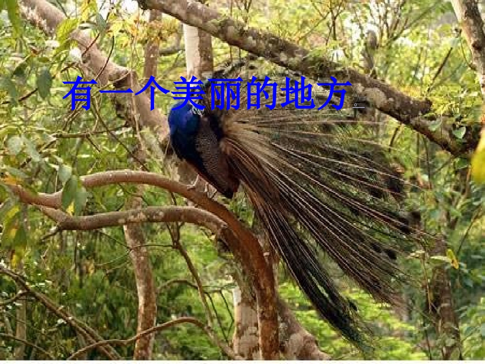 初中语文苏教版八年级上册第四单元第19课：《美丽的西双版纳》课件_第1页