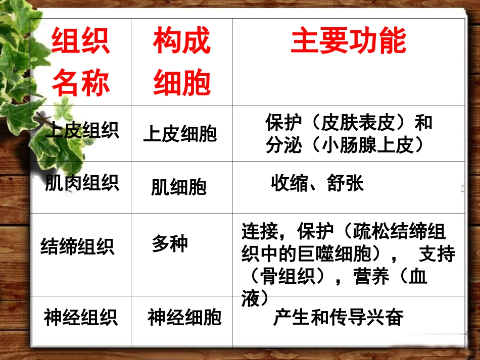 人体的四种组织功能比较_第1页