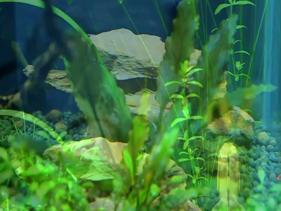 多种多样的生态系统ppt_第1页