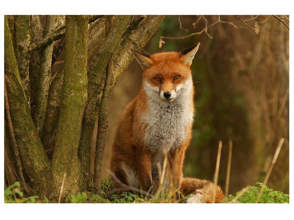 小学语文六年级上册第24课金色的脚印PPT_第1页