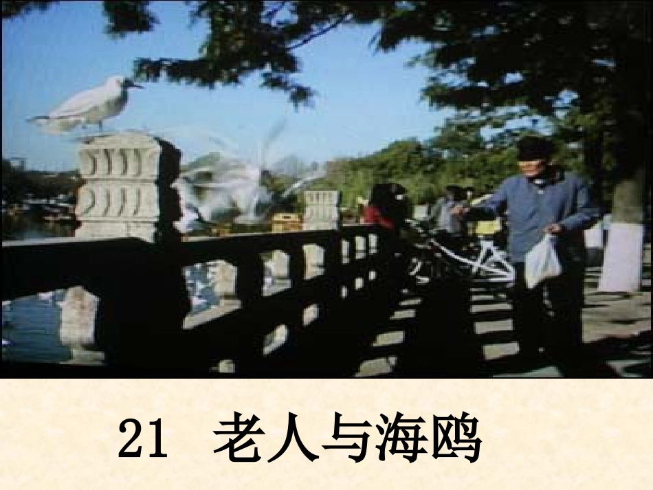老人与海鸥讲课_第1页