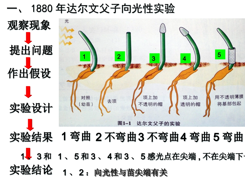 植物生命活动的调节(浙科版)1_第3页