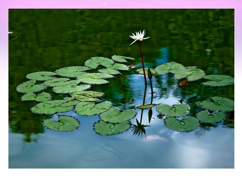 《荷塘旧事》课件2_第1页