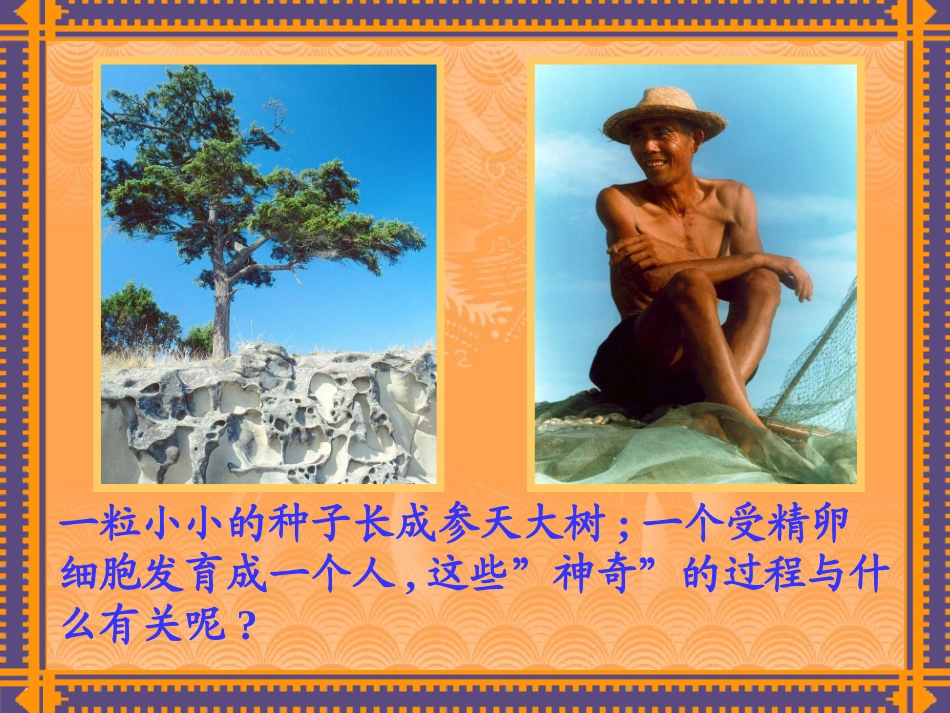 细胞的分裂和分化_第1页