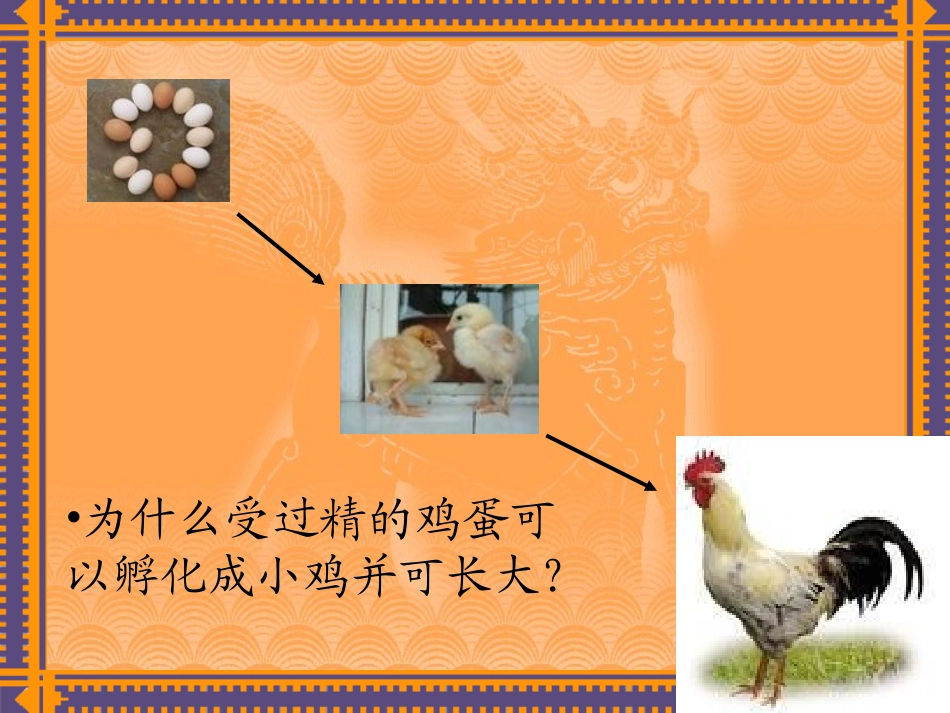 细胞的分裂和分化_第2页