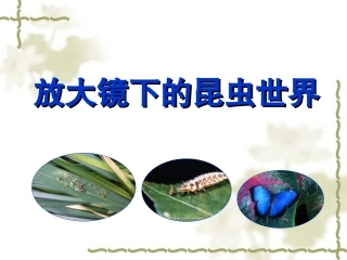 放大镜下的昆虫世界