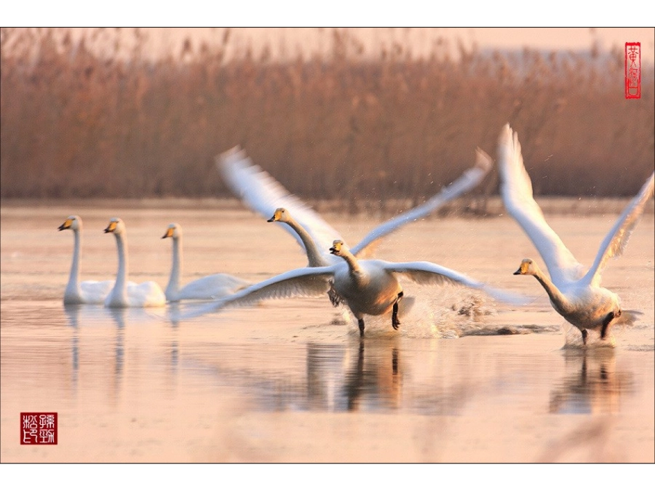 金秋时节的四川米仓山国家森林公园_第1页