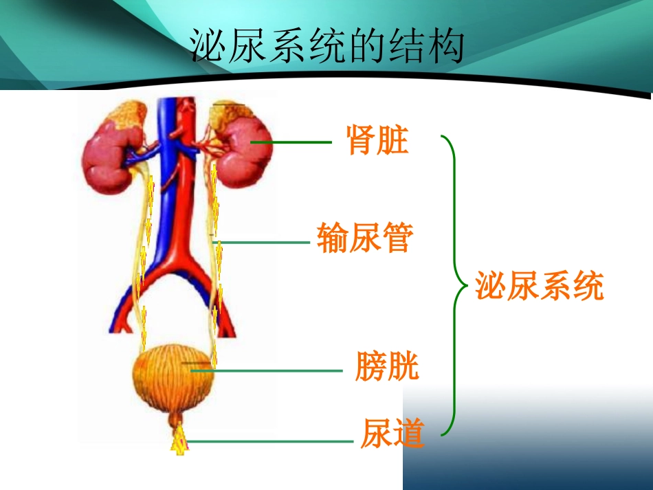 七年级生物尿的形成和排出2_第3页