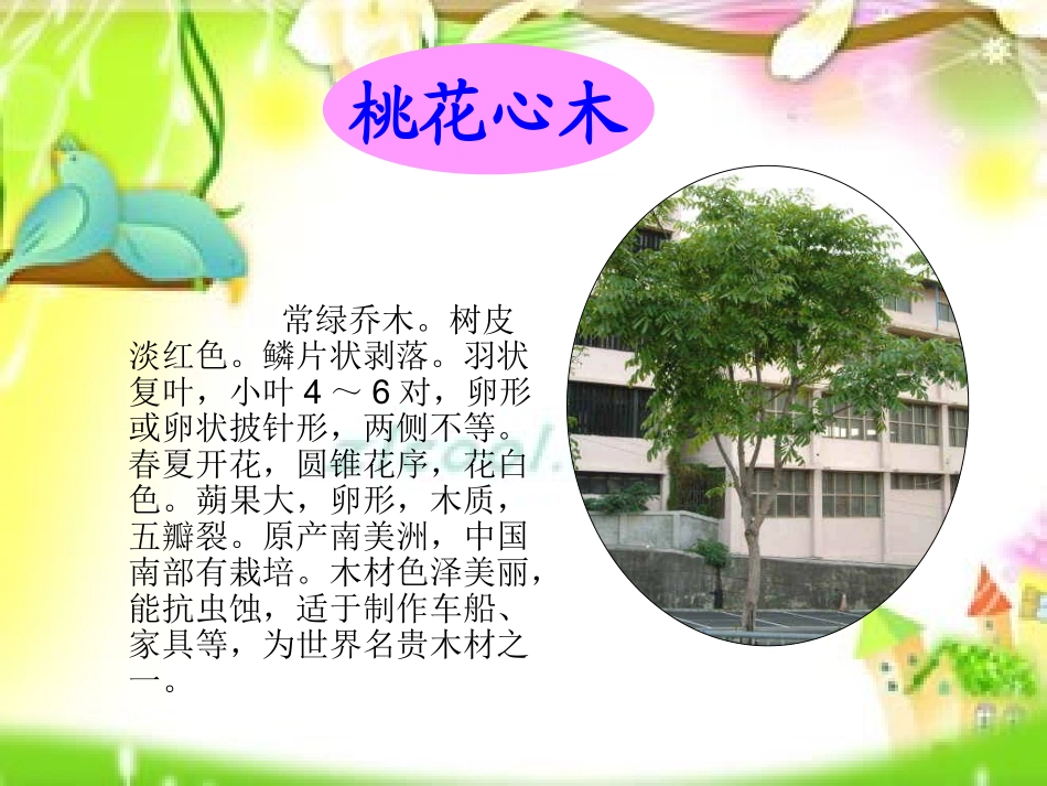 《桃花心木》课件1_第3页