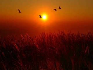 柳叶儿 (2)