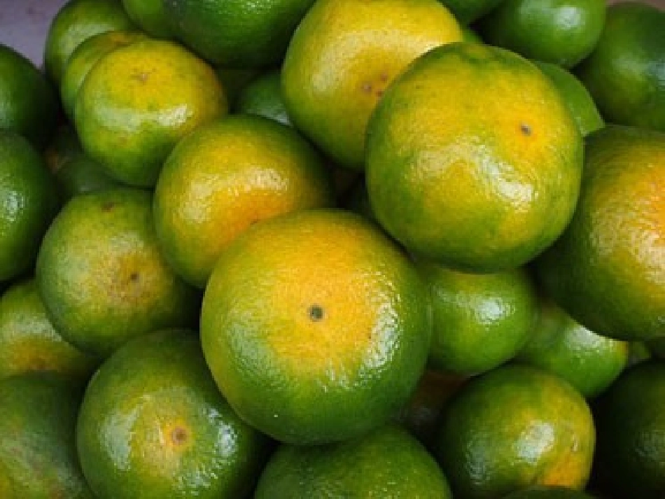 习作教学：桔子_第2页