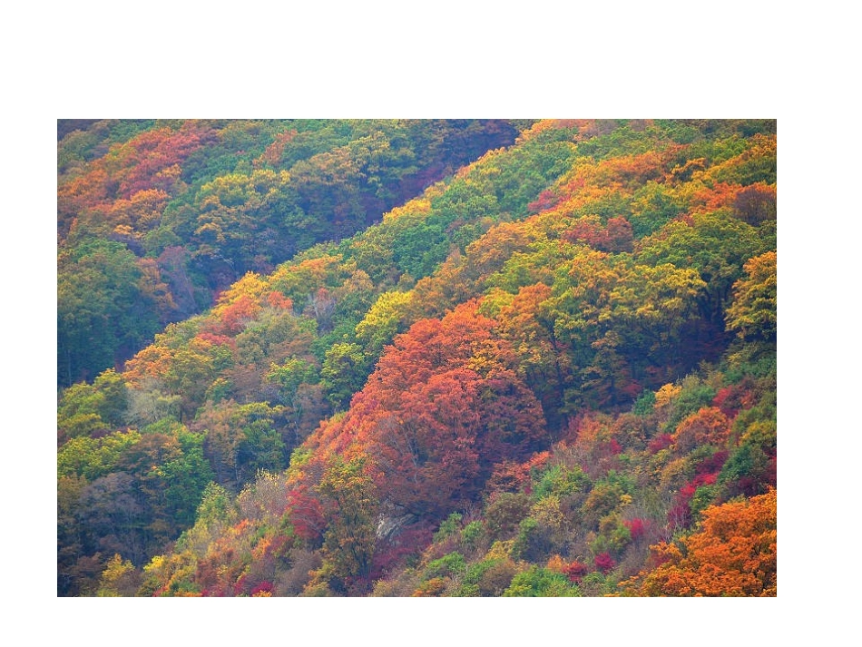 三年级语文上册选读课文3五花山课件_第2页