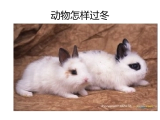 动物怎样过冬