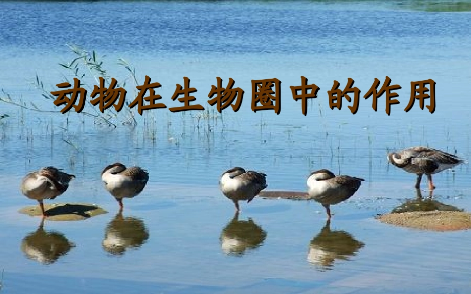 _动物在生物圈中的作用吕中肖鹏_第2页