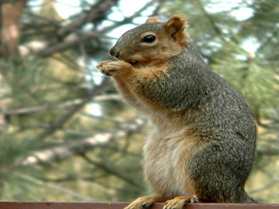 七下《松鼠》_第2页