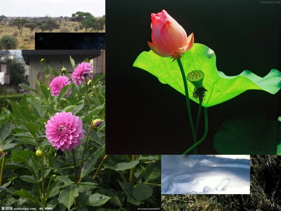 练习使用显微镜2_第1页