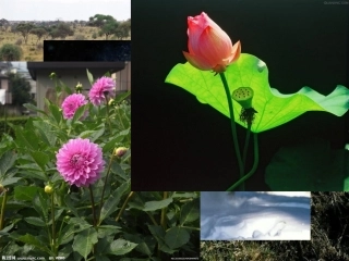 练习使用显微镜2