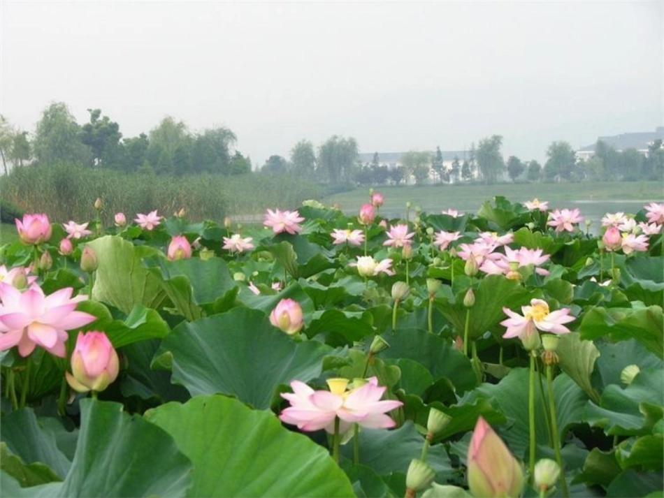 水乡歌 (4)_第1页