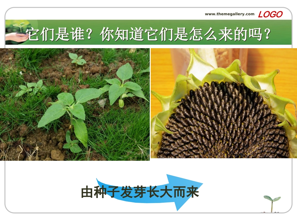 植物新生命的开始_第2页