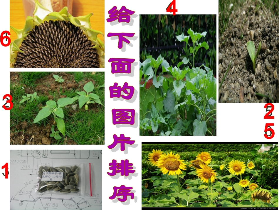 植物新生命的开始_第3页