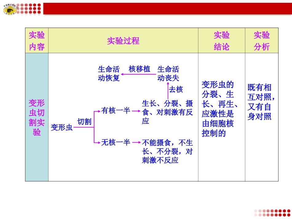 细胞核功能的实验探究_第3页