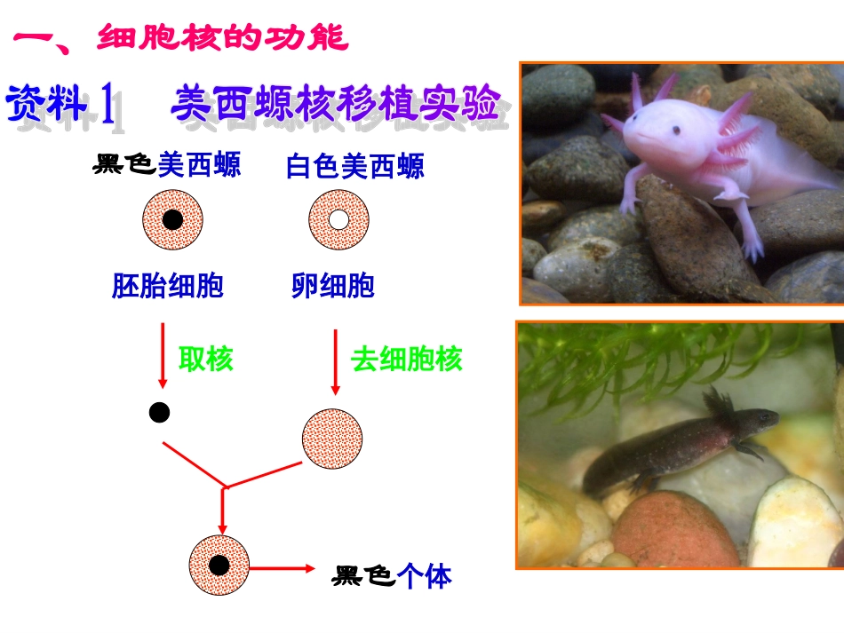 2015细胞核－系统的控制中心(改)_第3页