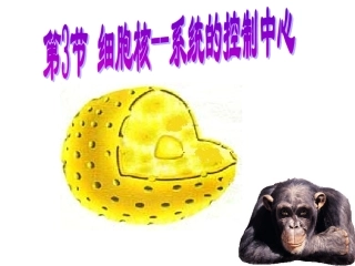 2015细胞核－系统的控制中心(改)