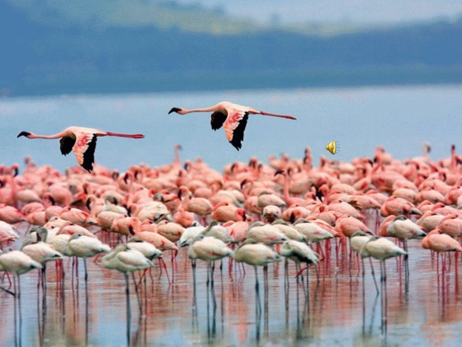 元素周期律第一课时_第1页