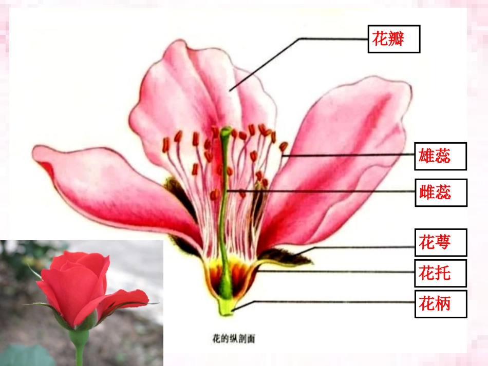 七上三单二章三节+开花和结果++15PPT_第2页