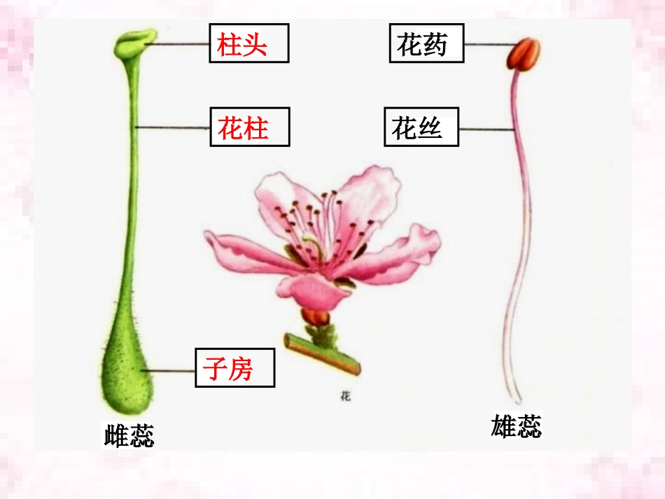 七上三单二章三节+开花和结果++15PPT_第3页