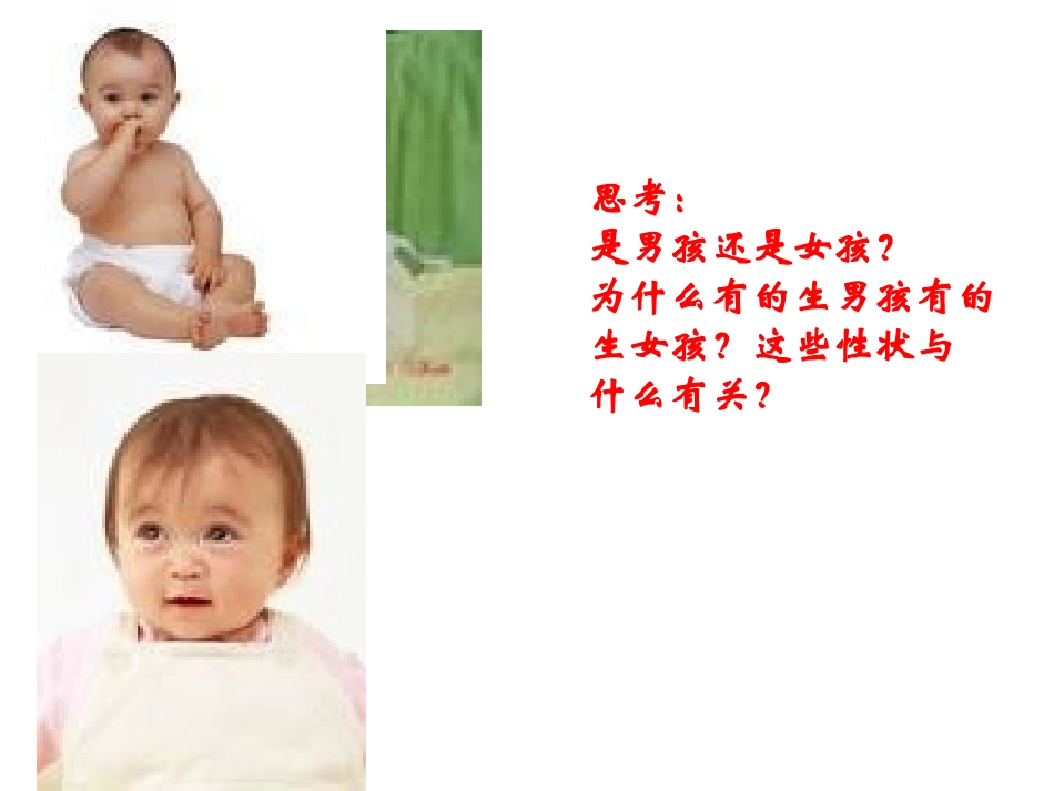 15-3人的性别决定_第2页