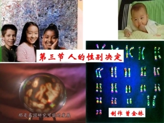 15-3人的性别决定