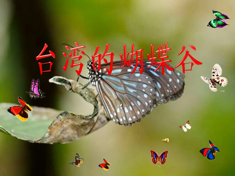 台湾的蝴蝶谷课件_第1页